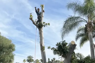 Tree-Removal-img